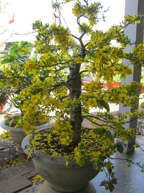 Dự thi ảnh: Bà Rịa - Vũng Tàu vào xuân - ảnh 1